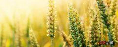 【播种】小麦最佳播种期是什么时候？温度多少？播多少量？