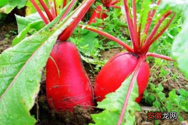 【种植方法】红萝卜种植方法和时间