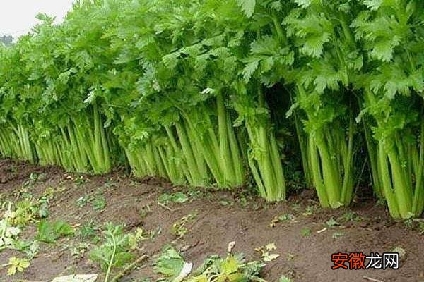 【种植方法】芹菜怎么种植方法，附种植时间