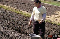 【施肥】蚕豆的高产施肥技术