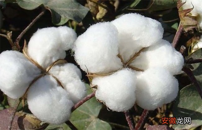 【原因】导致棉花产量低的原因
