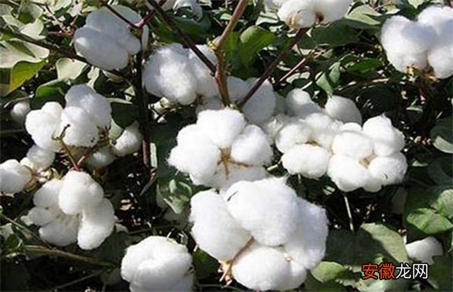 【原因】导致棉花产量低的原因