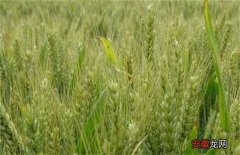【原因】小麦早衰的原因及防治方法