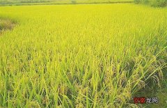 【夏季】水稻夏季的田间管理
