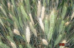 【原因】小麦白穗的原因及防治方法