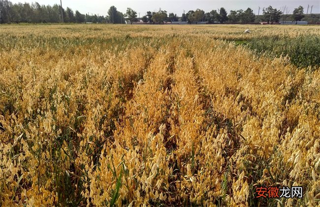 【生长】燕麦种植的生长环境