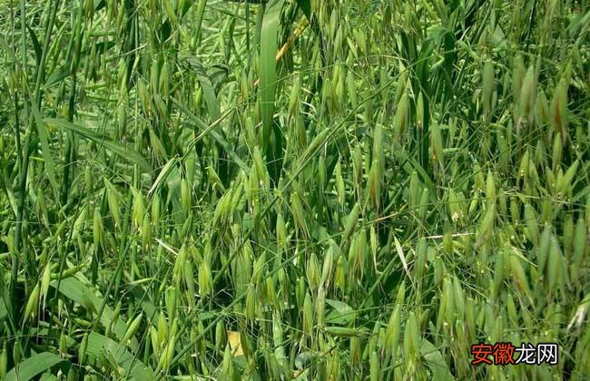 【生长】燕麦种植的生长环境