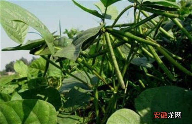 【方法】绿豆的施肥方法