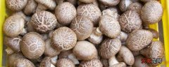 【种植方法】香菇怎么种植方法，附栽培注意事项
