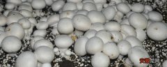 【栽培】双孢菇高产栽培技术 室内双孢菇种植技术
