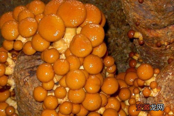 【栽培】滑子菇高产栽培技术 滑子菇施哪种肥