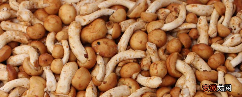 【栽培】滑子菇高产栽培技术 滑子菇施哪种肥