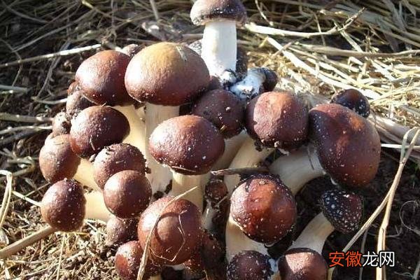 【多】大球盖菇菌种配方 大球盖菇菌种制作周期是多久