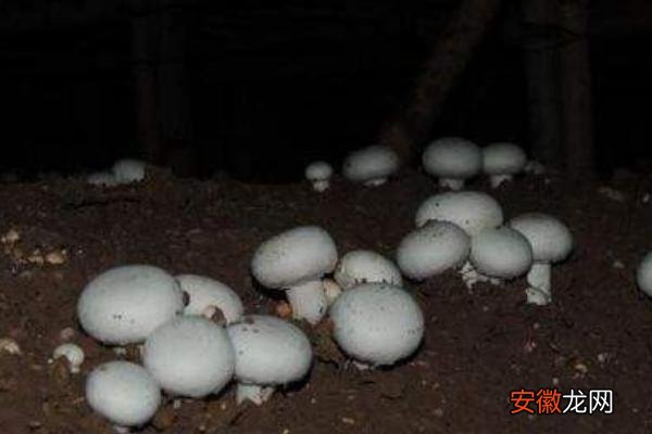 【种植】口蘑能种植吗 口蘑羊粪种植技术