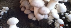 【种植】口蘑能种植吗 口蘑羊粪种植技术