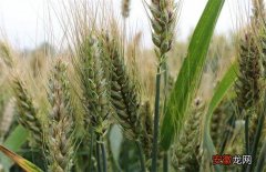 【小麦】小麦拔节期的田间管理