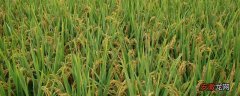 【种植】懒人稻什么时间种植 懒人稻一年收几次