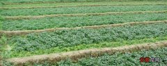 【种植】豆瓣菜是什么种出来的 豆瓣菜能在旱地种植吗