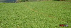 【种植】玛卡种植条件 玛卡种植技术与管理方法