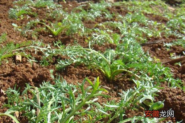 【种植】玛卡的种植前景怎么样 玛卡亩产量多少斤