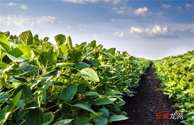 【花卉大全】大豆对环境条件的要求