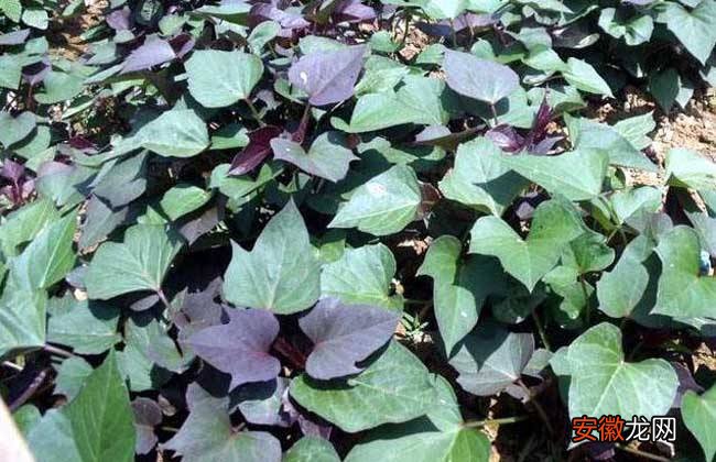 【种植】紫薯种植的注意事项