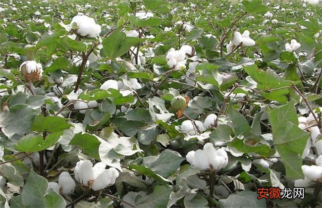 【花】棉花苗期管理技术要点