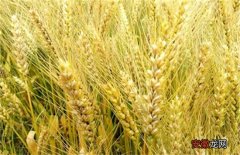 【种植】大麦的种植方法