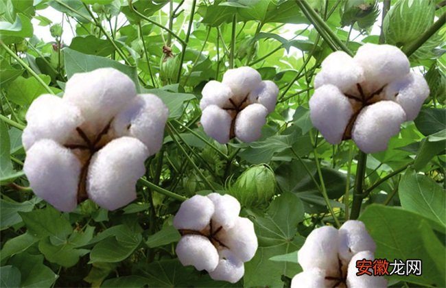 【种植】棉花要如何种植