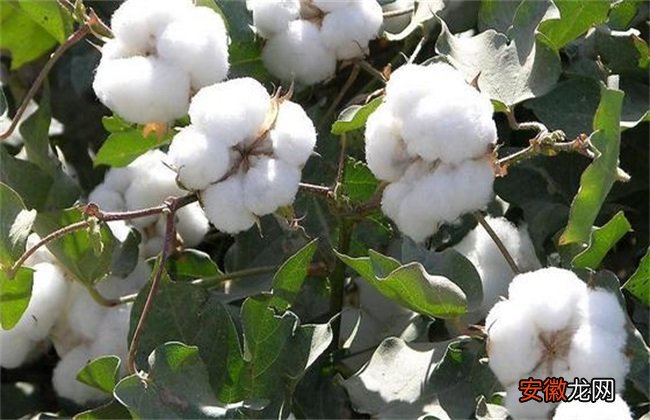 【种植】棉花要如何种植