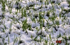 【越冬】小麦越冬期如何管理