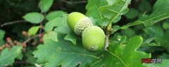 【种植】橡子种植技术 橡子果可以发芽种植吗