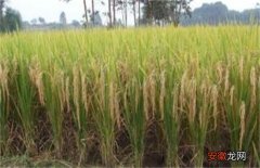 【种植】水稻种植后生长缓慢的原因