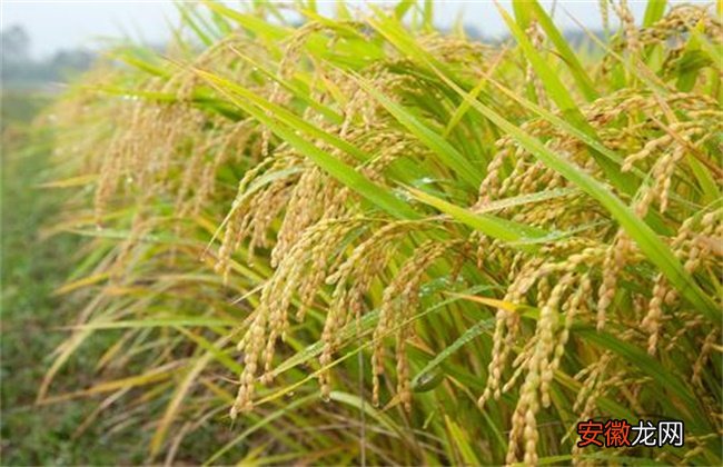 【种子】水稻种子发芽率低的原因