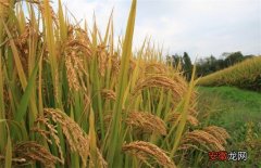 【种子】水稻种子发芽率低的原因