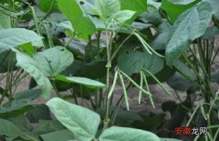 【注意事项】绿豆种植的注意事项