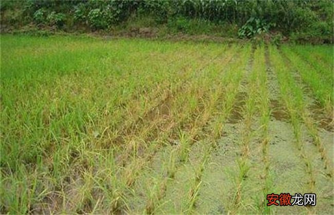【防治】水稻肥害症状及防治措施