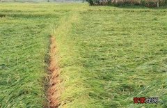 【氮肥】水稻氮肥施用过多处理方法