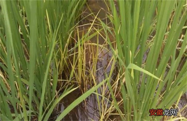 【防治】水稻药害症状及防治方法