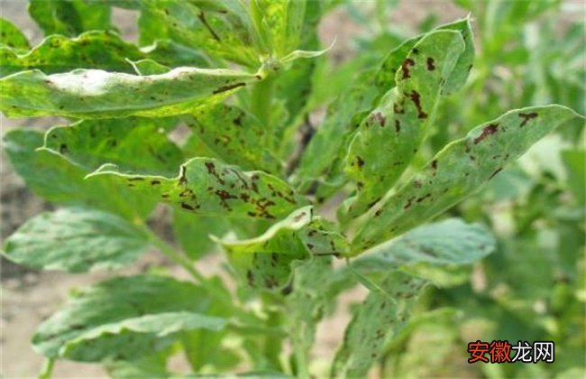 【虫害】蚕豆病虫害的防治方法