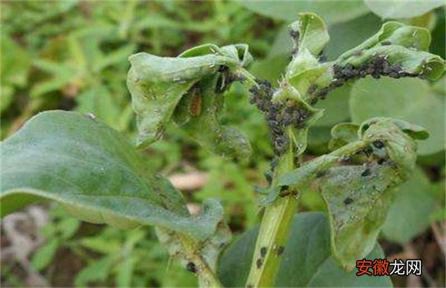 【虫害】蚕豆病虫害的防治方法