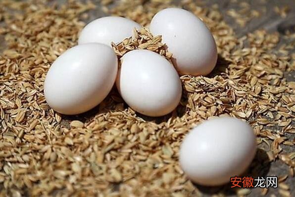 鸽蛋的作用与功效 鸽蛋的营养成分