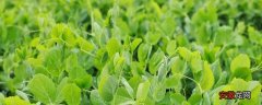 【方法】雪豆种植技术与管理方法