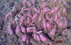【育苗】紫薯的育苗技术