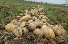 【种植】怎样提高马铃薯种植效益