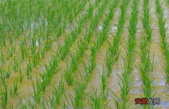 【水稻】水稻洪涝灾害后该怎么办