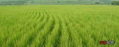 【种植】水稻种植成本