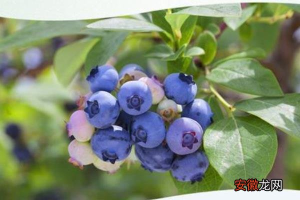 【品种】蓝莓黑珍珠是什么品种