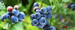 【品种】蓝莓黑珍珠是什么品种