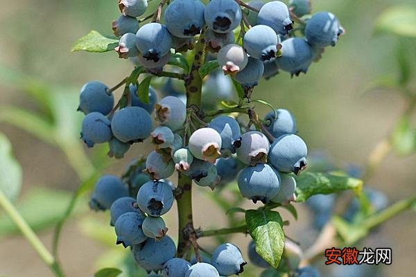 【种植】蓝莓种植前景